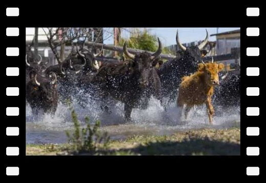 3ème Rassemblement pour l'image taurine de Saint-Just