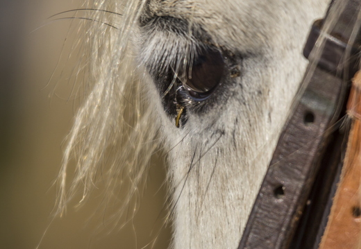 Regard