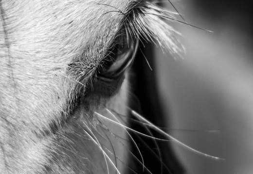 Regard