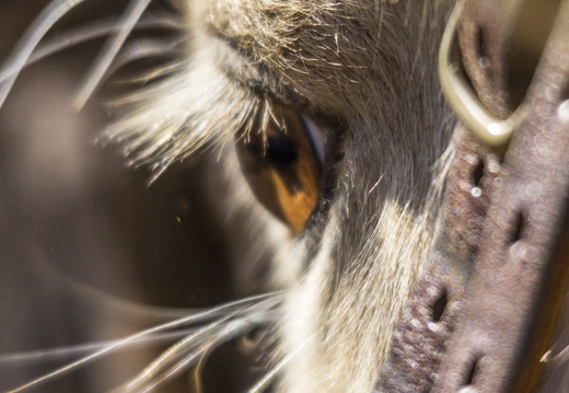 Regard Ambre