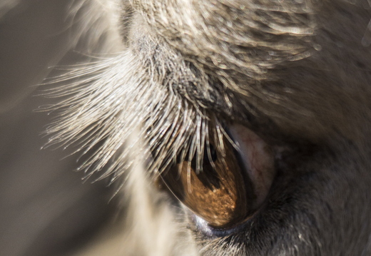 Regard Ambre