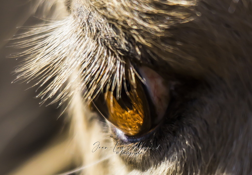Regard Ambre